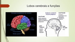 Lobos cerebrais e funções
 