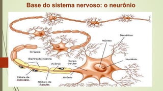 Base do sistema nervoso: o neurônio
 