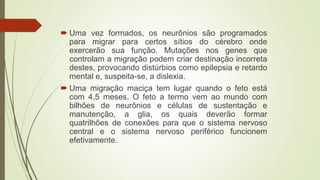  Uma vez formados, os neurônios são programados
para migrar para certos sítios do cérebro onde
exercerão sua função. Mutações nos genes que
controlam a migração podem criar destinação incorreta
destes, provocando distúrbios como epilepsia e retardo
mental e, suspeita-se, a dislexia.
 Uma migração maciça tem lugar quando o feto está
com 4,5 meses. O feto a termo vem ao mundo com
bilhões de neurônios e células de sustentação e
manutenção, a glia, os quais deverão formar
quatrilhões de conexões para que o sistema nervoso
central e o sistema nervoso periférico funcionem
efetivamente.
 
