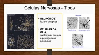 Células Nervosas - Tipos
• NEURÔNIOS
fazem sinapses
• CÉLULAS DA
GLIA
sustentam, nutrem
e protegem os
neurônios
Neuropsicóloga GISELE CALIA
 