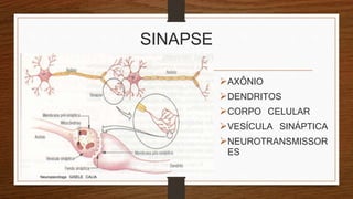 SINAPSE
AXÔNIO
DENDRITOS
CORPO CELULAR
VESÍCULA SINÁPTICA
NEUROTRANSMISSOR
ES
Neuropsicóloga GISELE CALIA
 
