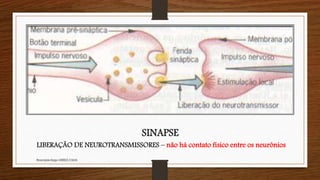 SINAPSE
LIBERAÇÃO DE NEUROTRANSMISSORES – não há contato físico entre os neurônios
Neuropsicóloga GISELE CALIA
 