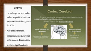 CÓRTEX
• camada que ocupa toda a
toda a superfície externa
externa do cérebro (cerca
de 90%)
• rico em neurônios;
• processamento neuronal
sofisticado e diferenciado
• atribuir significados às
às situações e
 