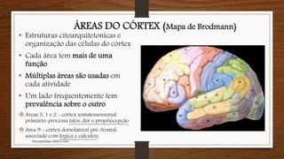 ÁREAS DO CÓRTEX (Mapa de Brodmann)
• Estruturas citoarquitetonicas e
organização das células do córtex
• Cada área tem mais de uma
função
• Múltiplas áreas são usadas em
cada atividade
• Um lado frequentemente tem
prevalência sobre o outro
Áreas 3, 1 e 2 - córtex somatossensorial
primário: processa tatos, dor e propriocepção
Área 9 - córtex dorsolateral pré-frontal:
associado com lógica e cálculos;
Neuropsicóloga GISELE CALIA
 