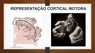 REPRESENTAÇÃO CORTICAL MOTORA
Neuropsicóloga GISELE CALIA
 