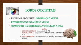 LOBOS OCCIPITAIS
• RECEBEM E PROCESSAM INFORMAÇÃO VISUAL.
• INTERPRETAÇÃO DO MUNDO VISUAL
• TRANSPORTE DA EXPERIÊNCIA VISUAL PARA A FALA
Neuropsicóloga GISELE CALIA
LESÕES:
 CEGUEIRA CORTICAL – incapacidade de VER
 AGNOSIA VISUAL – incapacidade de RECONHECER E IDENTIFICAR o que
se vê
 CEGUEIRA VERBAL – incapacidade de LER por NÃO RECONHECER AS
LETRAS
 