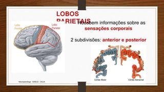 Neuropsicóloga GISELE CALIA
LOBOS
PARIETAISRecebem informações sobre as
sensações corporais
2 subdivisões: anterior e posterior
 