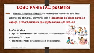 Neuropsicóloga GISELE CALIA
Analisa, interpreta e integra as informações recebidas pela área
anterior (ou primária), permitindo-nos a localização do nosso corpo no
espaço, o reconhecimento dos objetos através do tato, etc.
Lesões parietais:
• agnosia somatossensorial: ausência de reconhecimento de
partes do próprio corpo
• anestesia cortical: perda sensorial em áreas corporais
LOBO PARIETAL: posterior
 