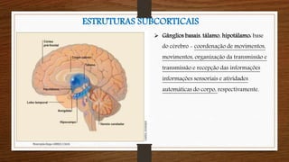  Gânglios basais, tálamo, hipotálamo: base
do cérebro - coordenação de movimentos,
movimentos, organização da transmissão e
transmissão e recepção das informações
informações sensoriais e atividades
automáticas do corpo, respectivamente.
ESTRUTURAS SUBCORTICAIS
Neuropsicóloga GISELE CALIA
 