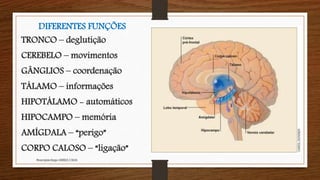 DIFERENTES FUNÇÕES
TRONCO – deglutição
CEREBELO – movimentos
GÂNGLIOS – coordenação
TÁLAMO – informações
HIPOTÁLAMO - automáticos
HIPOCAMPO – memória
AMÍGDALA – “perigo”
CORPO CALOSO – “ligação”
Neuropsicóloga GISELE CALIA
 