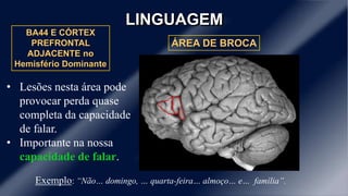 LINGUAGEM
ÁREA DE BROCA
BA44 E CÓRTEX
PREFRONTAL
ADJACENTE no
Hemisfério Dominante
• Lesões nesta área pode
provocar perda quase
completa da capacidade
de falar.
• Importante na nossa
capacidade de falar.
Exemplo: “Não… domingo, … quarta-feira… almoço… e… família”.
 