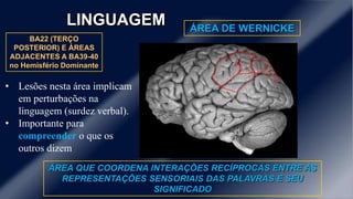 LINGUAGEM ÁREA DE WERNICKE
BA22 (TERÇO
POSTERIOR) E ÁREAS
ADJACENTES A BA39-40
no Hemisfério Dominante
ÁREA QUE COORDENA INTERAÇÕES RECÍPROCAS ENTRE AS
REPRESENTAÇÕES SENSORIAIS DAS PALAVRAS E SEU
SIGNIFICADO
• Lesões nesta área implicam
em perturbações na
linguagem (surdez verbal).
• Importante para
compreender o que os
outros dizem
 