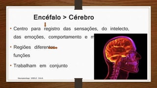 Encéfalo > Cérebro
• Centro para registro das sensações, do intelecto,
das emoções, comportamento e memória
• Regiões diferentes Diferentes
funções
• Trabalham em conjunto
Neuropsicóloga GISELE CALIA
 