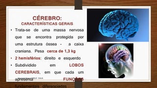 CÉREBRO:
CARACTERÍSTICAS GERAIS
• Trata-se de uma massa nervosa
que se encontra protegida por
uma estrutura óssea - a caixa
craniana. Pesa cerca de 1,3 kg
• 2 hemisférios: direito e esquerdo
• Subdividido em LOBOS
CEREBRAIS, em que cada um
apresenta FUNÇÕES
fundamentais diferenciadas
Neuropsicóloga GISELE CALIA
 