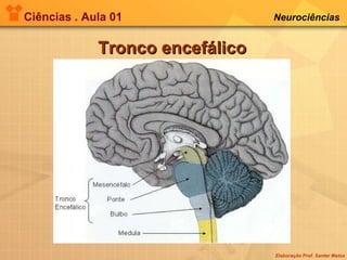 Ciências . Aula 01 Neurociências   Tronco encefálico 