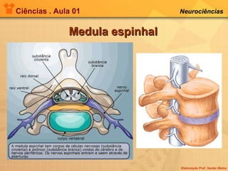 Ciências . Aula 01 Neurociências   Medula espinhal 