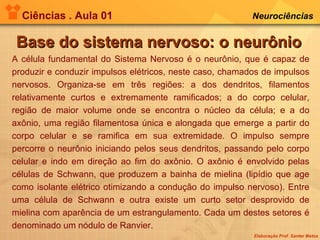 Ciências . Aula 01 Neurociências   Base do sistema nervoso: o neurônio A célula fundamental do Sistema Nervoso é o neurônio, que é capaz de produzir e conduzir impulsos elétricos, neste caso, chamados de impulsos nervosos. Organiza-se em três regiões: a dos dendritos, filamentos relativamente curtos e extremamente ramificados; a do corpo celular, região de maior volume onde se encontra o núcleo da célula; e a do axônio, uma região filamentosa única e alongada que emerge a partir do corpo celular e se ramifica em sua extremidade. O impulso sempre percorre o neurônio iniciando pelos seus dendritos, passando pelo corpo celular e indo em direção ao fim do axônio. O axônio é envolvido pelas células de Schwann, que produzem a bainha de mielina (lipídio que age como isolante elétrico otimizando a condução do impulso nervoso). Entre uma célula de Schwann e outra existe um curto setor desprovido de mielina com aparência de um estrangulamento. Cada um destes setores é denominado um nódulo de Ranvier. 