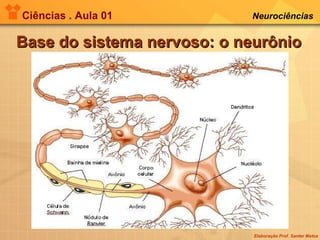 Ciências . Aula 01 Neurociências   Base do sistema nervoso: o neurônio 