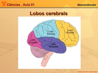 Ciências . Aula 01 Neurociências   Lobos cerebrais 