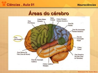 Ciências . Aula 01 Neurociências   Áreas do cérebro 