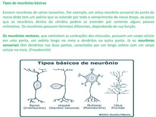 Tipos de neurônios básicos
Existem neurônios de vários tamanhos. Por exemplo, um único neurônio sensorial da ponta do
nosso dedo tem um axônio que se estende por todo o comprimento do nosso braço, ao passo
que os neurônios dentro do cérebro podem se estender por somente alguns poucos
milímetros. Os neurônios possuem formatos diferentes, dependendo de sua função.
Os neurônios motores, que controlam as contrações dos músculos, possuem um corpo celular
em uma ponta, um axônio longo no meio e dendritos na outra ponta. Já os neurônios
sensoriais têm dendritos nas duas pontas, conectados por um longo axônio com um corpo
celular no meio. (Freudenrich)
 