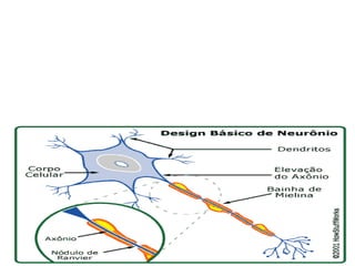 Estrutura dos neurônios:
Nosso cérebro é composto por aproximadamente 100 bilhões de células nervosas,
chamadas de neurônios. Os neurônios têm a incrível habilidade de juntar e transmitir
sinais eletroquímicos, como se fossem entradas, saídas e fios de um computador.
Os neurônios compartilham as mesmas características e têm as mesmas partes que as
outras células, mas o aspecto eletroquímico os deixa transmitir sinais por longas
distâncias e passar mensagens de um para o outro. Os neurônios possuem três partes
básicas: corpo celular, axônio e dendritos (Freudenrich)
 