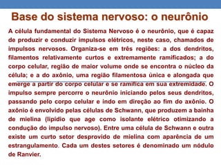 Base do sistema nervoso: o neurônio
A célula fundamental do Sistema Nervoso é o neurônio, que é capaz
de produzir e conduzir impulsos elétricos, neste caso, chamados de
impulsos nervosos. Organiza-se em três regiões: a dos dendritos,
filamentos relativamente curtos e extremamente ramificados; a do
corpo celular, região de maior volume onde se encontra o núcleo da
célula; e a do axônio, uma região filamentosa única e alongada que
emerge a partir do corpo celular e se ramifica em sua extremidade. O
impulso sempre percorre o neurônio iniciando pelos seus dendritos,
passando pelo corpo celular e indo em direção ao fim do axônio. O
axônio é envolvido pelas células de Schwann, que produzem a bainha
de mielina (lipídio que age como isolante elétrico otimizando a
condução do impulso nervoso). Entre uma célula de Schwann e outra
existe um curto setor desprovido de mielina com aparência de um
estrangulamento. Cada um destes setores é denominado um nódulo
de Ranvier.
 