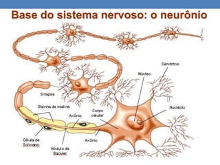 Base do sistema nervoso: o neurônio
 