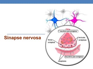 Sinapse nervosa
 