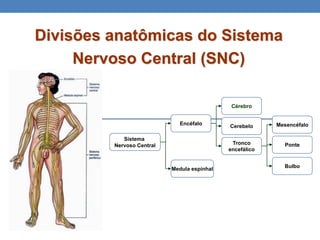 Divisões anatômicas do Sistema
Nervoso Central (SNC)
Sistema
Nervoso Central
Encéfalo
Medula espinhal
Cérebro
Cerebelo
Tronco
encefálico
Mesencéfalo
Ponte
Bulbo
 