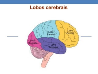 Lobos cerebrais
 