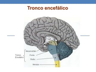 Tronco encefálico
 