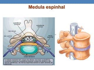 Medula espinhal
 