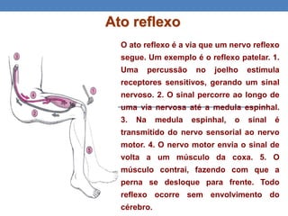 Ato reflexo
O ato reflexo é a via que um nervo reflexo
segue. Um exemplo é o reflexo patelar. 1.
Uma percussão no joelho estimula
receptores sensitivos, gerando um sinal
nervoso. 2. O sinal percorre ao longo de
uma via nervosa até a medula espinhal.
3. Na medula espinhal, o sinal é
transmitido do nervo sensorial ao nervo
motor. 4. O nervo motor envia o sinal de
volta a um músculo da coxa. 5. O
músculo contrai, fazendo com que a
perna se desloque para frente. Todo
reflexo ocorre sem envolvimento do
cérebro.
 