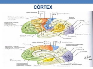 CÓRTEX
 