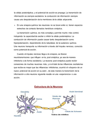 la célula postsináptica, y el potencial de acción se propaga. La transmisión de
información es siempre excitatoria: la conducción de información siempre
causa una despolarización de la membrana de la célula adyacente.
 En una sinapsis química las neuronas no se tocan entre sí, tienen espacios
estrechos de contacto llamados hendidura sináptica.
La transmisión química, es más compleja y permite mucho más control,
incluyendo la capacidad de excitar o inhibir la célula postsináptica. La
conducción de información puede causar tanto despolarización como
hiperpolarización, dependiendo de la naturaleza de la sustancia química.
Una neurona transporta su información a través del impulso nervioso, conocido
como potencial de acción.
Cuando el impulso nervioso llega a la sinapsis, se liberan
neurotransmisores que influyen en la, post sináptica, ya sea de manera
inhibitoria o de forma excitatoria. La neurona post sináptica puede recibir
conexiones de muchas neuronas más, y si el total de las influencias excitatorias
que recibe es mayor que las influencias inhibitorias, ocurrirá el «disparo» de un
nuevo potencial de acción en su axón , de esta manera la transmisión de la
información a otra neurona siguiente resulta en una «experiencia» o una
acción.
Estructura de la Neurona
 