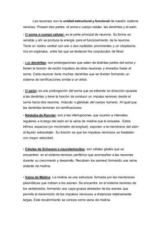 Las neuronas son la unidad estructural y funcional de nuestro sistema
nervioso. Poseen tres partes: el soma o cuerpo celular, las dendritas y el axón.
- El soma o cuerpo celular: es la parte principal de neurona. Su forma es
variable y ahí se produce la energía para el funcionamiento de la neurona.
Tiene un núcleo central con uno o dos nucléolos prominentes y un citoplasma
rico en orgánulos, entre los que se destacan los corpúsculos de Nissl.
- Las dendritas: son prolongaciones que salen de distintas partes del soma y
tienen la función de recibir impulsos de otras neuronas y enviarlos hasta el
soma. Cada neurona tiene muchas dendritas que se dividen formando un
sistema de ramificaciones similar a un árbol.
- El axón: es una prolongación del soma que se extiende en dirección opuesta
a las dendritas y tiene la función de conducir un impulso nervioso desde el
soma hacia otra neurona, músculo o glándula del cuerpo humano. Al igual que
las dendritas terminan en ramificaciones.
- Nódulos de Ranvier: son a las interrupciones que ocurren a intervalos
regulares a lo largo del axón en la vaina de mielina que lo envuelve. Estos
ínfimos espacios (un micrómetro de longitud), exponen a la membrana del axón
al líquido extracelular. Su función es que los impulsos nerviosos se trasladen
con mayor velocidad.
- Células de Schwann o neurolemocitos: son células gliales que se
encuentran en el sistema nervioso periférico que acompañan a las neuronas
durante su crecimiento y desarrollo. Recubren los axones) formando una vaina
aislante de mielina.
- Vaina de Mielina: La mielina es una estructura formada por las membranas
plasmáticas que rodean a los axones. Se encuentra en el sistema nervioso de
los vertebrados, formando una capa gruesa alrededor de los axones que
permite la transmisión de los impulsos nerviosos a distancias relativamente
largas. Este recubrimiento se conoce como vaina de mielina.
 
