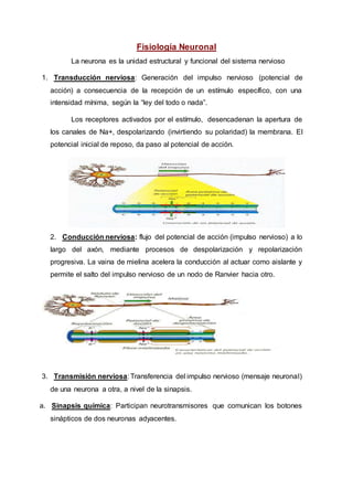 Fisiología Neuronal
La neurona es la unidad estructural y funcional del sistema nervioso
1. Transducción nerviosa: Generación del impulso nervioso (potencial de
acción) a consecuencia de la recepción de un estímulo específico, con una
intensidad mínima, según la “ley del todo o nada”.
Los receptores activados por el estímulo, desencadenan la apertura de
los canales de Na+, despolarizando (invirtiendo su polaridad) la membrana. El
potencial inicial de reposo, da paso al potencial de acción.
2. Conducción nerviosa: flujo del potencial de acción (impulso nervioso) a lo
largo del axón, mediante procesos de despolarización y repolarización
progresiva. La vaina de mielina acelera la conducción al actuar como aislante y
permite el salto del impulso nervioso de un nodo de Ranvier hacia otro.
3. Transmisión nerviosa: Transferencia del impulso nervioso (mensaje neuronal)
de una neurona a otra, a nivel de la sinapsis.
a. Sinapsis química: Participan neurotransmisores que comunican los botones
sinápticos de dos neuronas adyacentes.
 
