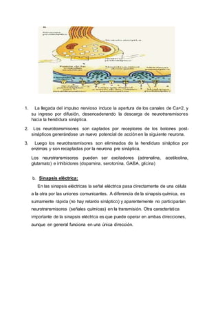 1. La llegada del impulso nervioso induce la apertura de los canales de Ca+2, y
su ingreso por difusión, desencadenando la descarga de neurotransmisores
hacia la hendidura sináptica.
2. Los neurotransmisores son captados por receptores de los botones post-
sinápticos generándose un nuevo potencial de acción en la siguiente neurona.
3. Luego los neurotransmisores son eliminados de la hendidura sináptica por
enzimas y son recaptadas por la neurona pre sináptica.
Los neurotransmisores pueden ser excitadores (adrenalina, acetilcolina,
glutamato) e inhibidores (dopamina, serotonina, GABA, glicina)
b. Sinapsis eléctrica:
En las sinapsis eléctricas la señal eléctrica pasa directamente de una célula
a la otra por las uniones comunicantes. A diferencia de la sinapsis química, es
sumamente rápida (no hay retardo sináptico) y aparentemente no participarían
neurotransmisores (señales químicas) en la transmisión. Otra característica
importante de la sinapsis eléctrica es que puede operar en ambas direcciones,
aunque en general funciona en una única dirección.
 