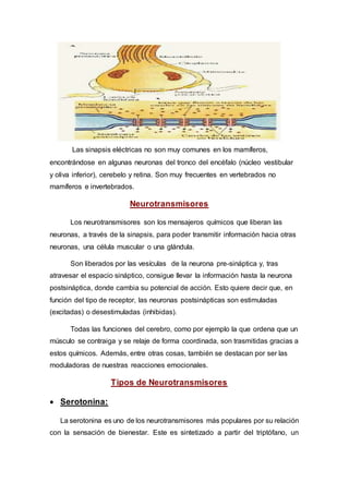 Las sinapsis eléctricas no son muy comunes en los mamíferos,
encontrándose en algunas neuronas del tronco del encéfalo (núcleo vestibular
y oliva inferior), cerebelo y retina. Son muy frecuentes en vertebrados no
mamíferos e invertebrados.
Neurotransmisores
Los neurotransmisores son los mensajeros químicos que liberan las
neuronas, a través de la sinapsis, para poder transmitir información hacia otras
neuronas, una célula muscular o una glándula.
Son liberados por las vesículas de la neurona pre-sináptica y, tras
atravesar el espacio sináptico, consigue llevar la información hasta la neurona
postsináptica, donde cambia su potencial de acción. Esto quiere decir que, en
función del tipo de receptor, las neuronas postsinápticas son estimuladas
(excitadas) o desestimuladas (inhibidas).
Todas las funciones del cerebro, como por ejemplo la que ordena que un
músculo se contraiga y se relaje de forma coordinada, son trasmitidas gracias a
estos químicos. Además, entre otras cosas, también se destacan por ser las
moduladoras de nuestras reacciones emocionales.
Tipos de Neurotransmisores
 Serotonina:
La serotonina es uno de los neurotransmisores más populares por su relación
con la sensación de bienestar. Este es sintetizado a partir del triptófano, un
 