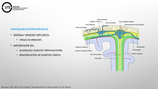 NEUROCIRUGIA Fundamentos Anatómicos y Fisiológicos.pptx