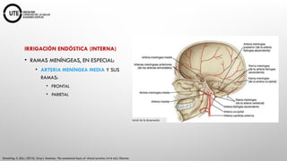 NEUROCIRUGIA Fundamentos Anatómicos y Fisiológicos.pptx