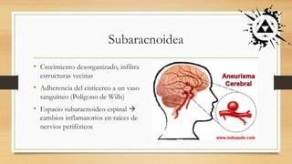 Subaracnoidea
• Crecimiento desorganizado, infiltra
estructuras vecinas
• Adherencia del cisticerco a un vaso
sanguíneo (Polígono de Wills)
• Espacio subaracnoideo espinal 
cambios inflamatorios en raíces de
nervios periféricos
 