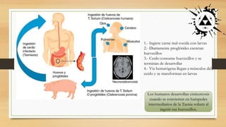 1.- Ingiere carne mal cocida con larvas
2.- Diariamente proglótides excretan
huevecillos
3.- Cerdo consume huevecillos y se
terminan de desarrollar
4.- Via hematógena llegan a músculos del
cerdo y se transforman en larvas
Los humanos desarrollan cisticercosis
cuando se convierten en huéspedes
intermediarios de la Taenia solium al
ingerir sus huevecillos.
 