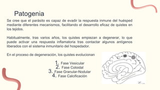 Patogenia
Se cree que el parásito es capaz de evadir la respuesta inmune del huésped
mediante diferentes mecanismos, facilitando el desarrollo eficaz de quistes en
los tejidos.
Habitualmente, tras varios años, los quistes empiezan a degenerar, lo que
puede activar una respuesta inflamatoria tras contactar algunos antígenos
liberados con el sistema inmunitario del hospedador.
En el proceso de degeneración, los quistes evolucionan
1. Fase Vesicular
2. Fase Coloidal
3. Fase Granular-Nodular
4. Fase Calcificación
 