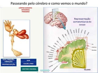Passeando pelo cérebro e como vemos o mundo?
 