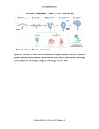 NEUROCONFERENCIA
EMBRIOLOGÍA DEL SISTEMA NERVIOSO pág. 10
Figura : La neurulación transforma el ectodermo en sistema nervioso central; su alteración
produce defectos del tubo neural prevenibles con ácido fólico.Fuente: Moore Embriología
Clínica; StatPearls Neurulation; Langman Embriología Médica, 2025.
 
