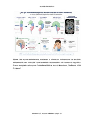 NEUROCONFERENCIA
EMBRIOLOGÍA DEL SISTEMA NERVIOSO pág. 11
Figura: Las flexuras embrionarias establecen la orientación tridimensional del encéfalo,
indispensable para interpretar correctamente la neuroanatomía y la resonancia magnética.
Fuente: Adaptado de Langman Embriología Médica; Moore; Neurulation, StatPearls, NCBI
Bookshelf.
 
