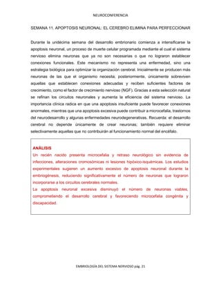 NEUROCONFERENCIA
EMBRIOLOGÍA DEL SISTEMA NERVIOSO pág. 21
SEMANA 11. APOPTOSIS NEURONAL: EL CEREBRO ELIMINA PARA PERFECCIONAR
Durante la undécima semana del desarrollo embrionario comienza a intensificarse la
apoptosis neuronal, un proceso de muerte celular programada mediante el cual el sistema
nervioso elimina neuronas que ya no son necesarias o que no lograron establecer
conexiones funcionales. Este mecanismo no representa una enfermedad, sino una
estrategia biológica para optimizar la organización cerebral. Inicialmente se producen más
neuronas de las que el organismo necesita; posteriormente, únicamente sobreviven
aquellas que establecen conexiones adecuadas y reciben suficientes factores de
crecimiento, como el factor de crecimiento nervioso (NGF). Gracias a esta selección natural
se refinan los circuitos neuronales y aumenta la eficiencia del sistema nervioso. La
importancia clínica radica en que una apoptosis insuficiente puede favorecer conexiones
anormales, mientras que una apoptosis excesiva puede contribuir a microcefalia, trastornos
del neurodesarrollo y algunas enfermedades neurodegenerativas. Recuerda: el desarrollo
cerebral no depende únicamente de crear neuronas; también requiere eliminar
selectivamente aquellas que no contribuirán al funcionamiento normal del encéfalo.
ANÁLISIS
Un recién nacido presenta microcefalia y retraso neurológico sin evidencia de
infecciones, alteraciones cromosómicas ni lesiones hipóxico-isquémicas. Los estudios
experimentales sugieren un aumento excesivo de apoptosis neuronal durante la
embriogénesis, reduciendo significativamente el número de neuronas que lograron
incorporarse a los circuitos cerebrales normales.
La apoptosis neuronal excesiva disminuyó el número de neuronas viables,
comprometiendo el desarrollo cerebral y favoreciendo microcefalia congénita y
discapacidad.
 