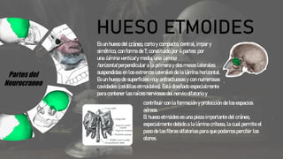 Partes del
Neurocraneo
HUESO ETMOIDES
Es un hueso del cráneo, corto y compacto, central, impar y
simétrico, con forma de T; constituido por 4 partes: por
una lámina vertical y media, una lámina
horizontal perpendicular a la primera y dos masas laterales
suspendidas en los extremos laterales de la lámina horizontal.
Es un hueso de superficies muy anfractuosas y con numerosas
cavidades (celdillas etmoidales). Está diseñado especialmente
para contener las raíces nerviosas del nervio olfatorio y
contribuir con la formación y protección de los espacios
aéreos.
El hueso etmoides es una pieza importante del cráneo,
especialmente debido a la lámina cribosa, la cual permite el
paso de las fibras olfatorias para que podamos percibir los
olores.
 